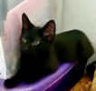A picture of #ET04360: Zane a Domestic Medium Hair black