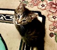 A picture of #ET04361: Ethos a Domestic Medium Hair brown tabby