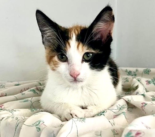 [picture of Saffron, a Domestic Short Hair calico\ cat] 