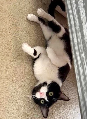[another picture of Jeremy, a Domestic Short Hair black/white\ cat] 