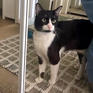 [picture of Jeremy, a Domestic Short Hair black/white cat]