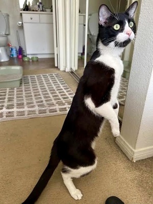 [picture of Jeremy, a Domestic Short Hair black/white\ cat] 