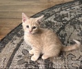 A picture of #ET04366: Bonsai a Domestic Short Hair orange
