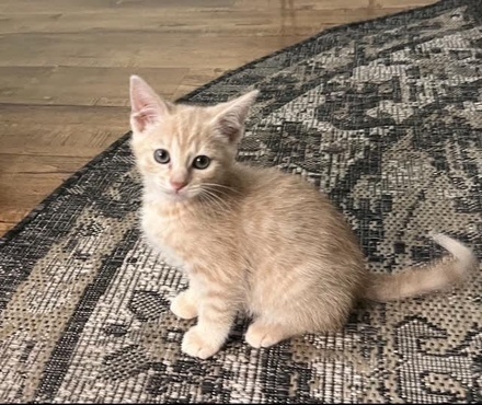 [picture of Bonsai, a Domestic Short Hair orange\ cat] 