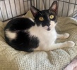 A picture of #ET04367: Checkers a Domestic Short Hair black/white