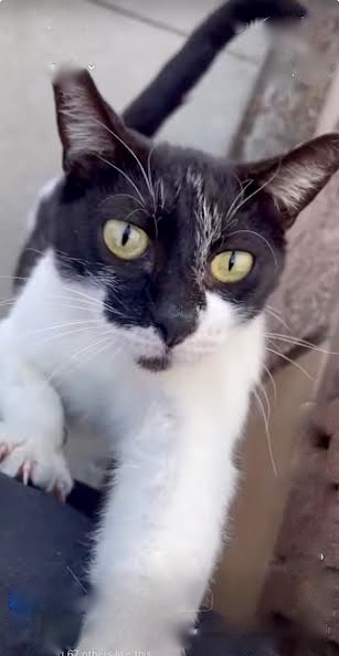[another picture of Checkers, a Domestic Short Hair black/white\ cat] 