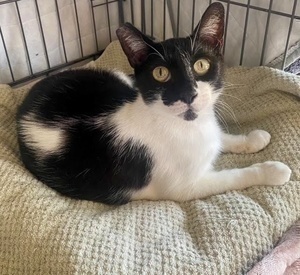 [picture of Checkers, a Domestic Short Hair black/white\ cat] 