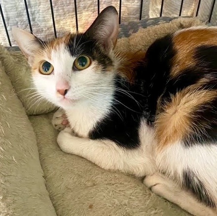 [picture of Amari, a Domestic Short Hair calico\ cat] 