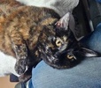 A picture of #ET04369: Cookie a Domestic Short Hair tortie