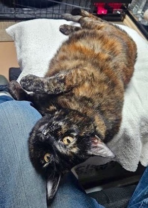 [picture of Cookie, a Domestic Short Hair tortie\ cat] 