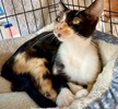 A picture of #ET04370: Freedom a Domestic Short Hair calico