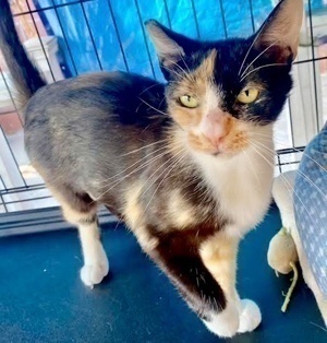 [another picture of Freedom, a Domestic Short Hair calico\ cat] 