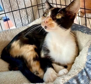 [picture of Freedom, a Domestic Short Hair calico\ cat] 