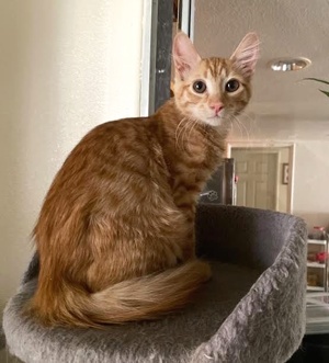 [another picture of Gunther, a Domestic Medium Hair orange\ cat] 