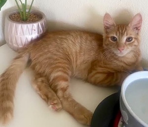 [picture of Gunther, a Domestic Medium Hair orange\ cat] 