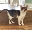 A picture of #ET04373: Justine a Domestic Short Hair gray tabby/white
