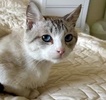 A picture of #ET04374: Amalfi a Siamese lynxpoint