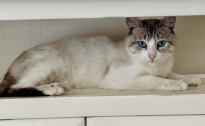 [another picture of Amalfi, a Siamese lynxpoint\ cat] 