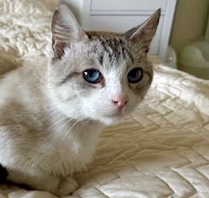 [picture of Amalfi, a Siamese lynxpoint\ cat] 