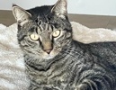 A picture of #ET04375: Bijou a Domestic Short Hair gray tabby