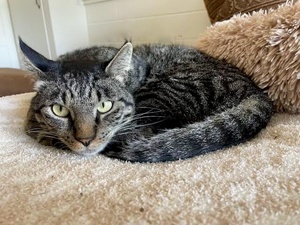 [another picture of Bijou, a Domestic Short Hair gray tabby\ cat] 