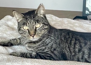 [picture of Bijou, a Domestic Short Hair gray tabby cat]