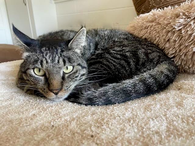 [another picture of Bijou, a Domestic Short Hair gray tabby\ cat] 