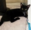 A picture of #ET04376: Kitkat a Domestic Short Hair black