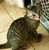 A picture of #ET04377: Snickers a Domestic Short Hair brown tabby
