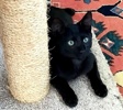 A picture of #ET04378: Nito a Domestic Short Hair black