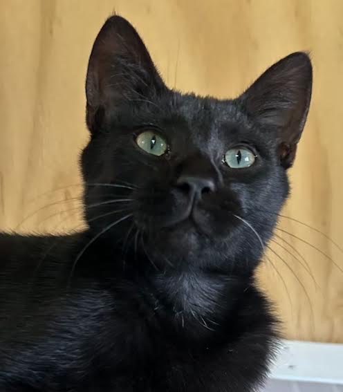 [picture of Nito, a Domestic Short Hair black cat]