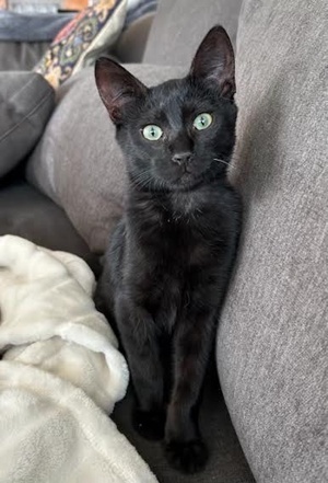 [another picture of Nito, a Domestic Short Hair black\ cat] 