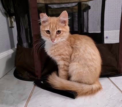 [picture of Pumpkin, a Domestic Medium Hair orange/white\ cat] 