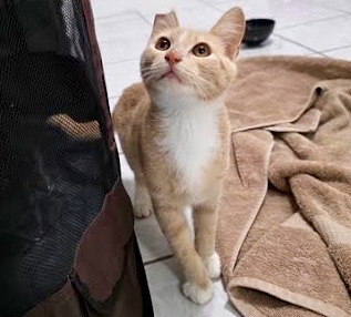 [picture of Peach, a Domestic Short Hair orange/white\ cat] 