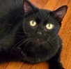 A picture of #ET04381: Moonlight a Domestic Short Hair black