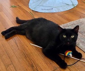 [another picture of Moonlight, a Domestic Short Hair black\ cat] 