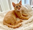 A picture of #ET04382: Phoenix a Domestic Short Hair orange