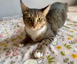 [another picture of Winnie, a Domestic Short Hair brown tabby/white\ cat] 