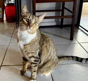 [picture of Winnie, a Domestic Short Hair brown tabby/white\ cat] 