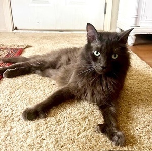 [picture of Jasper, a Domestic Long Hair blue\ cat] 