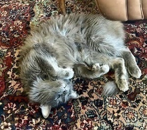 [another picture of Jasper, a Maine Coon blue\ cat] 