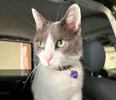 A picture of #ET04385: Chulo a Domestic Short Hair white/blue