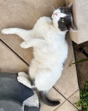[another picture of Chulo, a Domestic Short Hair white/blue\ cat] 