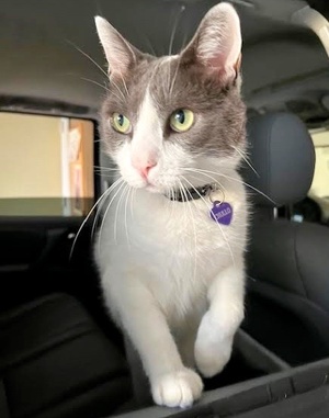 [picture of Chulo, a Domestic Short Hair white/blue\ cat] 