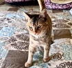 A picture of #ET04388: Violet a Abyssinian tortie