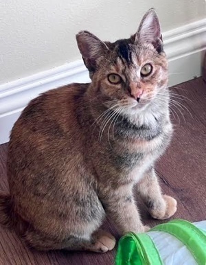 [another picture of Violet, a Abyssinian tortie\ cat] 