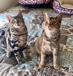 [picture of Violet, a Abyssinian tortie cat]