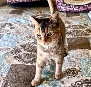 [picture of Violet, a Abyssinian tortie\ cat] 