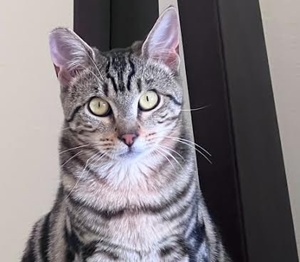 [picture of Amber, a Domestic Medium Hair marble black/gray\ cat] 