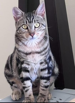 [another picture of Amber, a Domestic Medium Hair marble black/gray\ cat] 